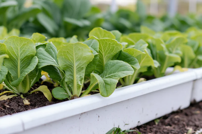 Rows of leafy green lettuce and bok choy growing in white plastic raised garden beds filled with soil