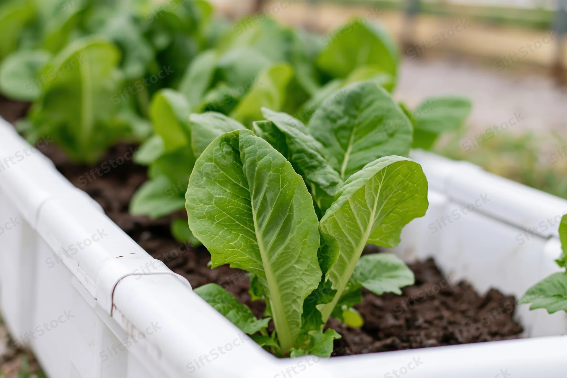 Rows of leafy green lettuce growing in white plastic raised garden beds filled with soil