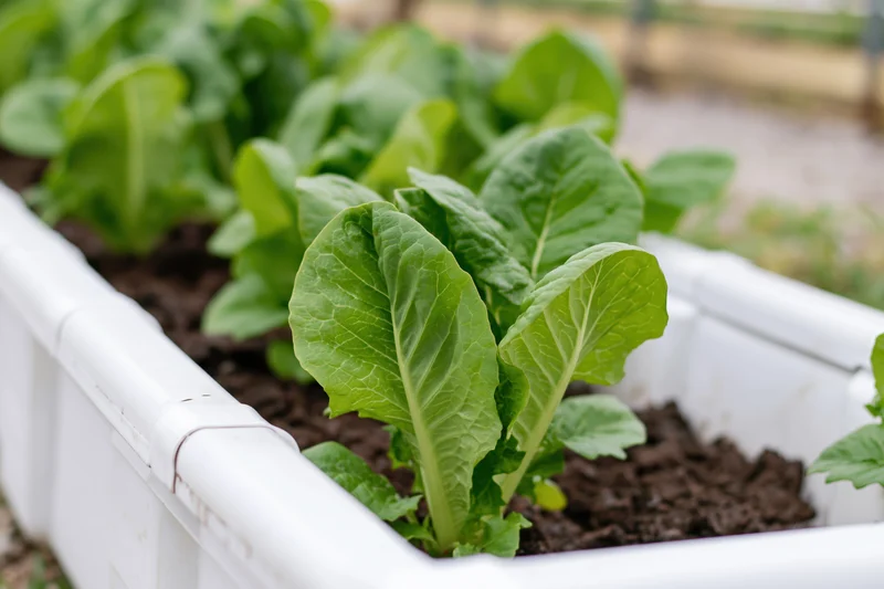 Rows of leafy green lettuce growing in white plastic raised garden beds filled with soil