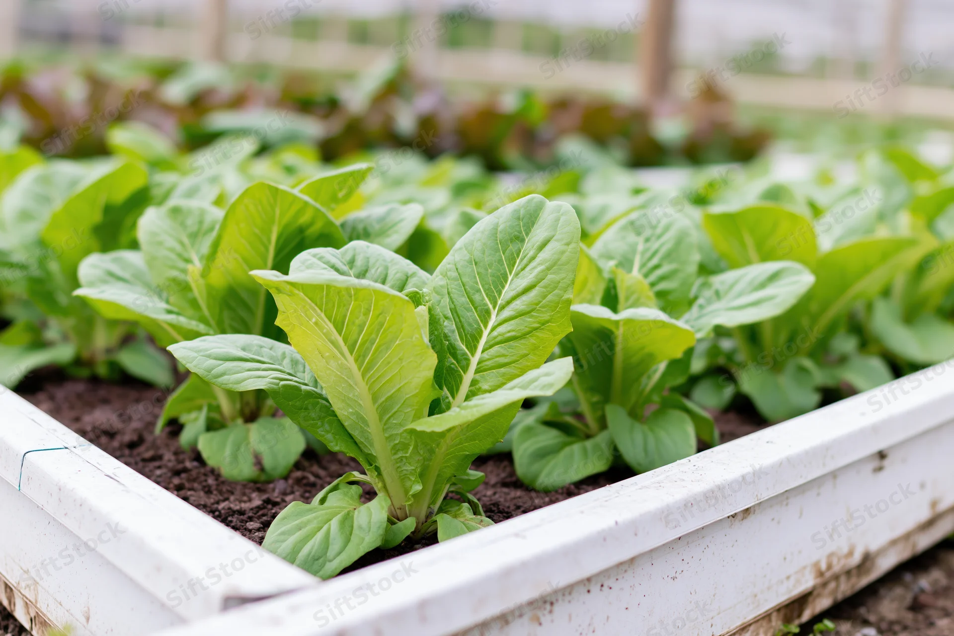 Rows of leafy green lettuce growing in a white raised garden bed outdoors