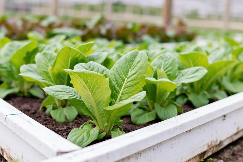 Rows of leafy green lettuce growing in a white raised garden bed outdoors