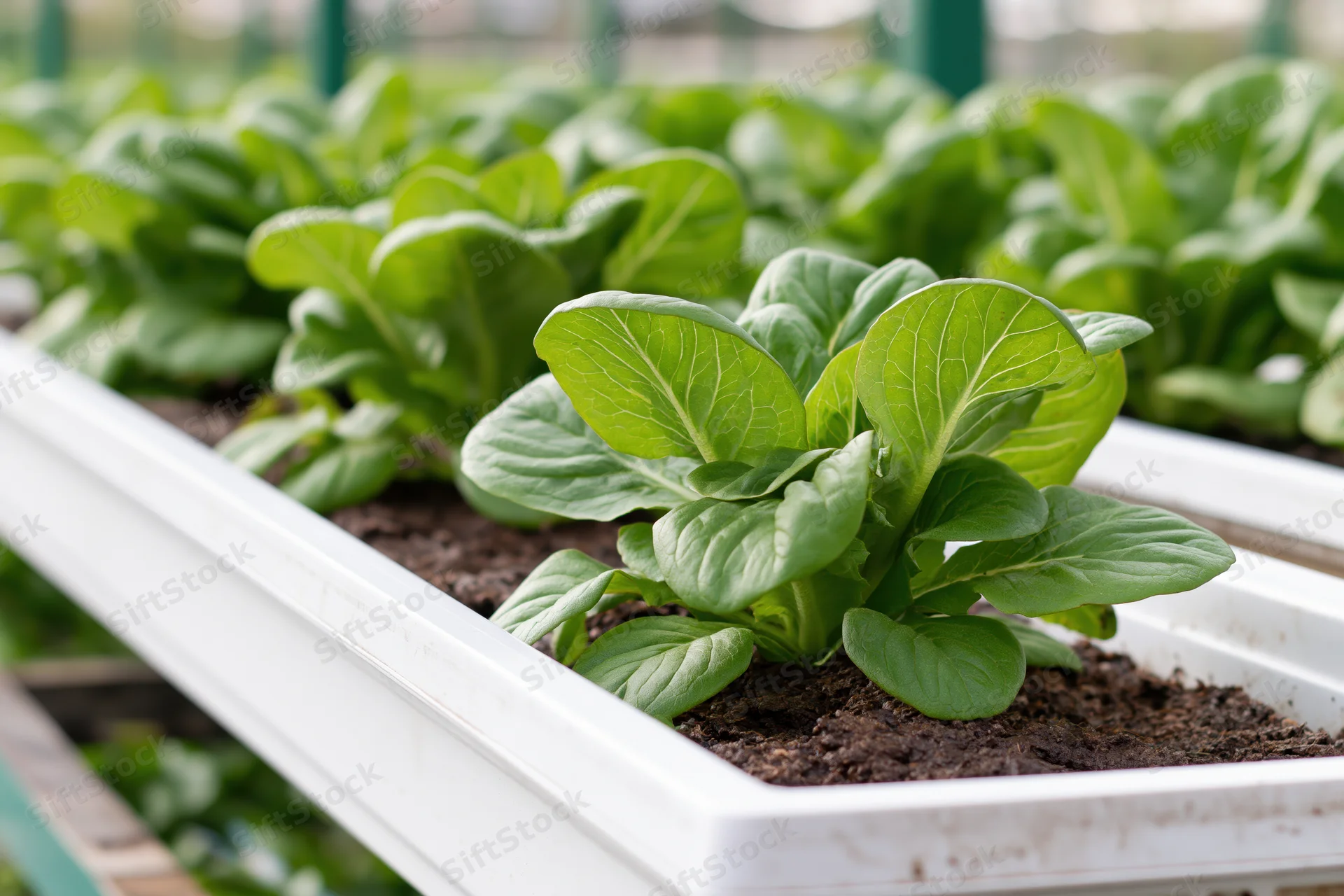 Rows of leafy green lettuce and bok choy growing in white plastic trays filled with soil in a greenhouse setting