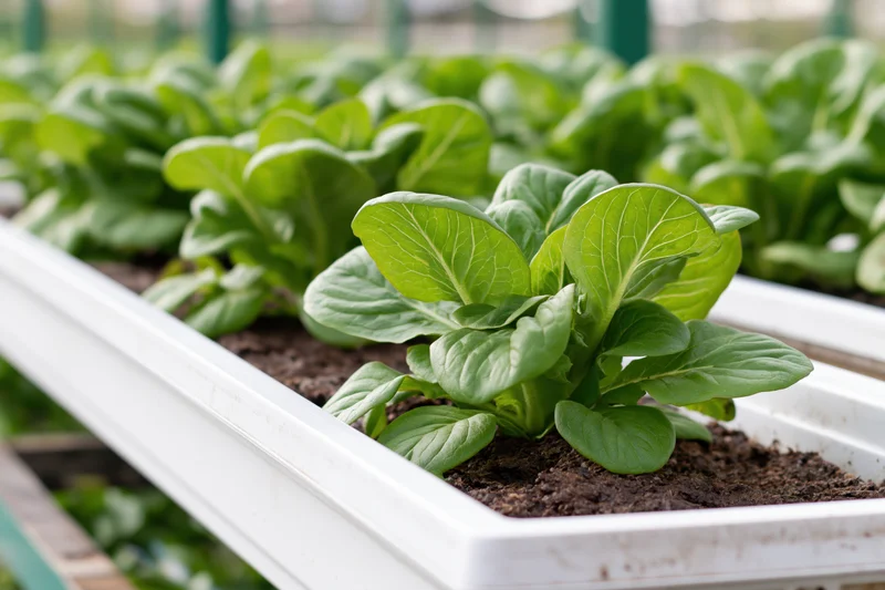 Rows of leafy green lettuce and bok choy growing in white plastic trays filled with soil in a greenhouse setting