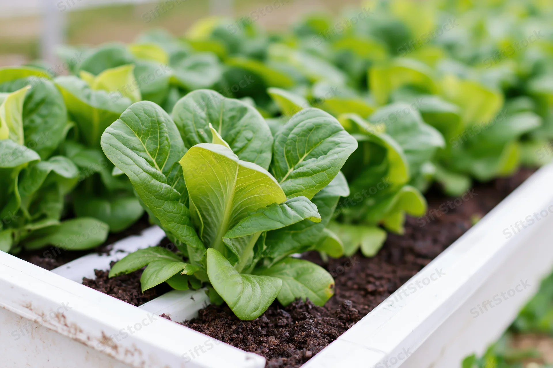 Rows of leafy green lettuce and bok choy growing in white plastic raised garden beds filled with soil