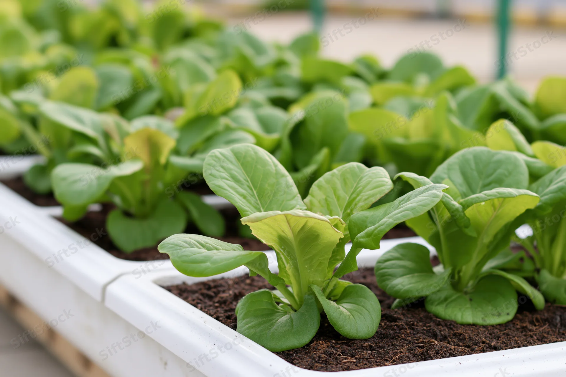 Rows of leafy green lettuce growing in white plastic trays filled with soil