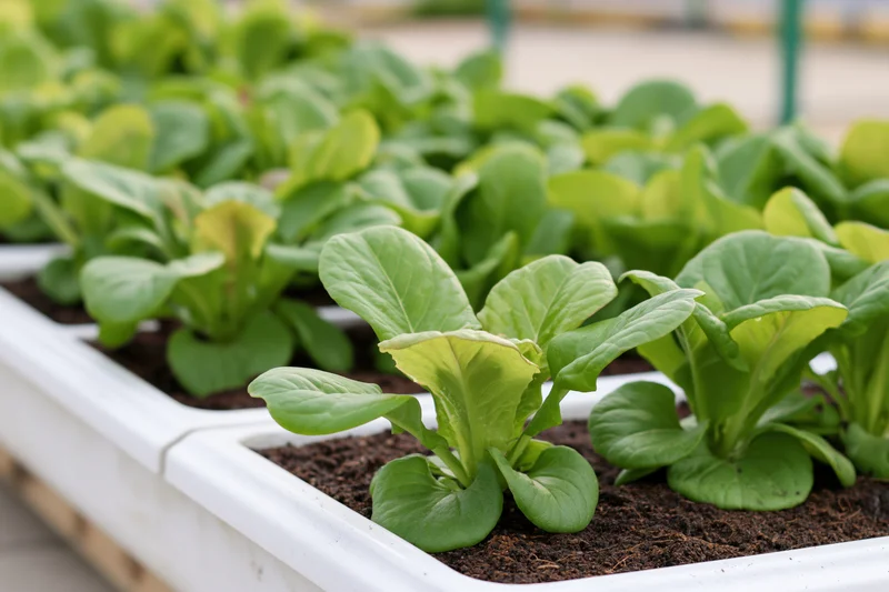 Rows of leafy green lettuce growing in white plastic trays filled with soil