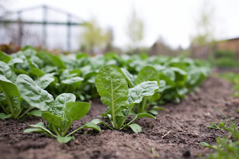 Rows of leafy green vegetable seedlings growing in soil in a garden