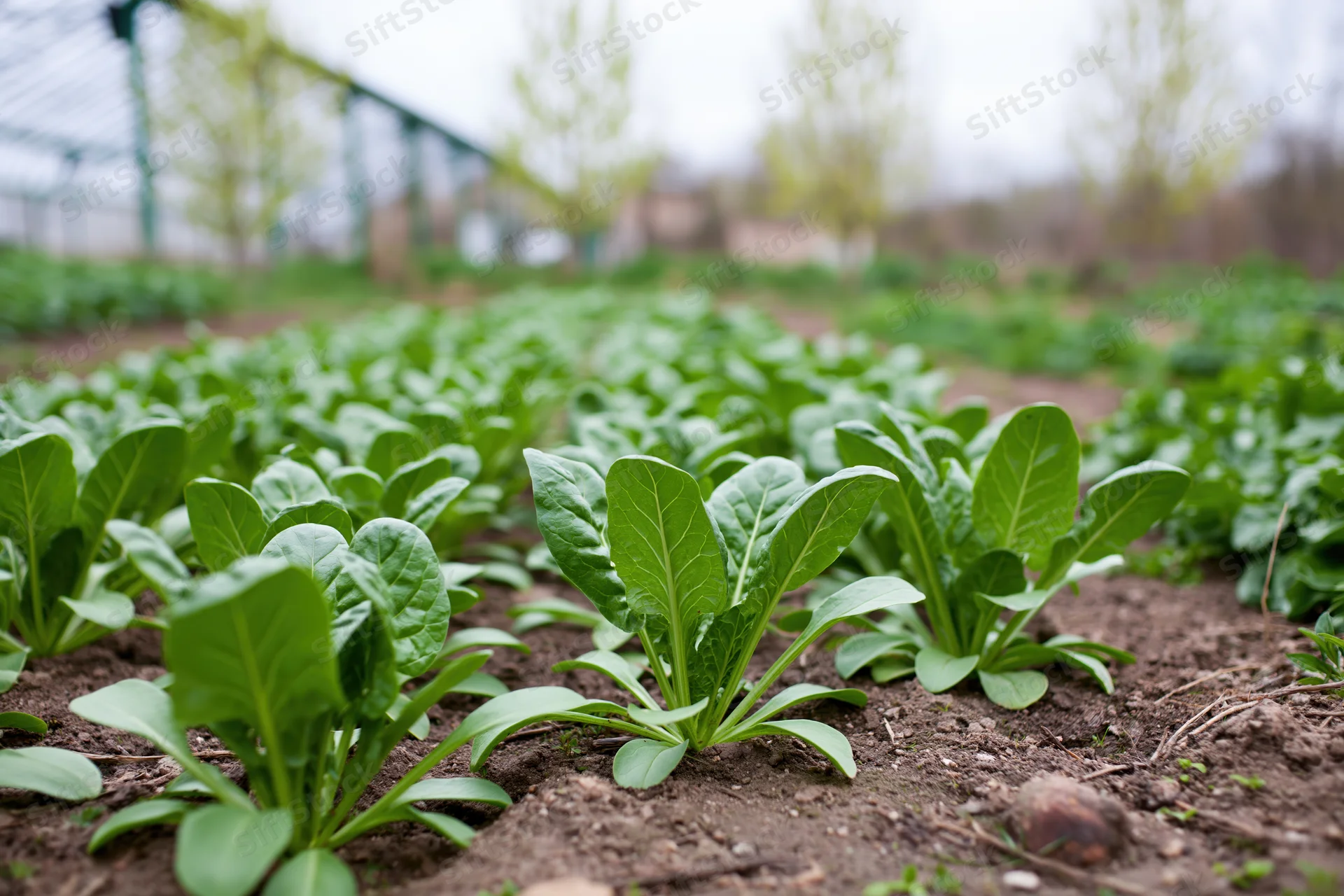 Rows of leafy green vegetable seedlings growing in soil in a garden field