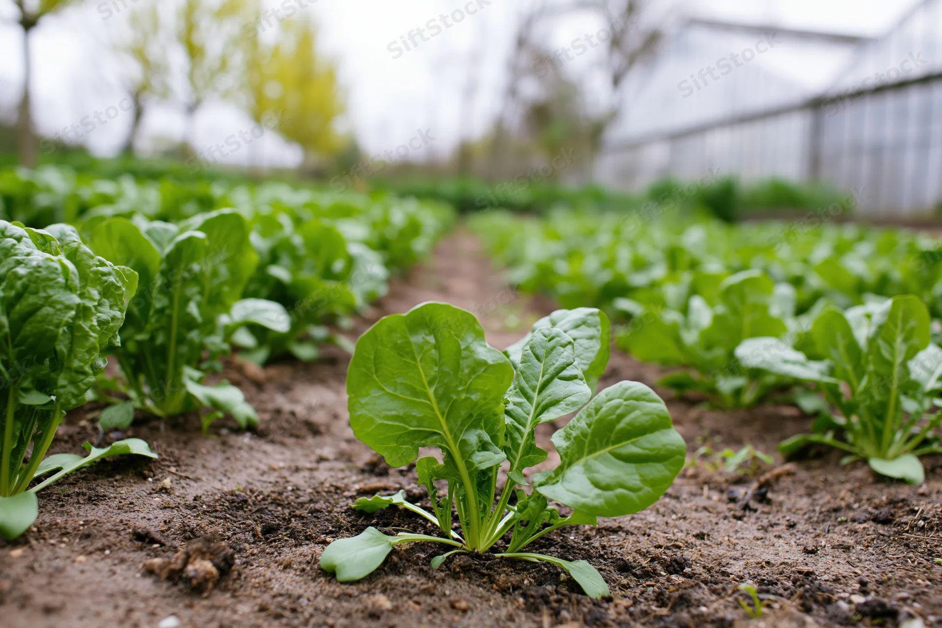 Rows of lettuce seedlings growing in soil in a garden field