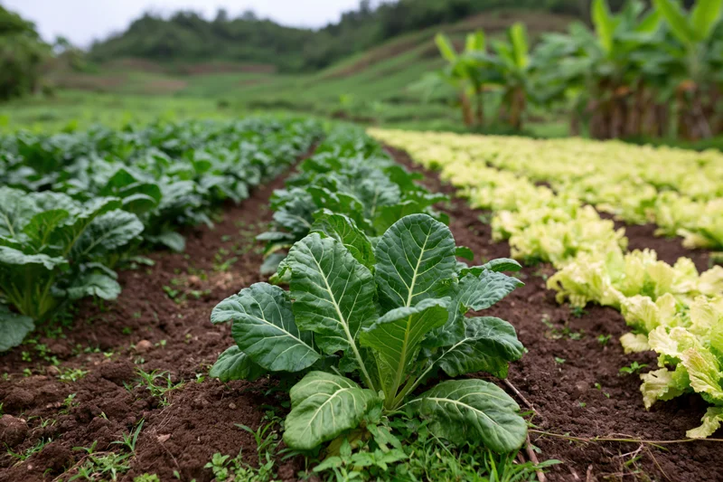 Rows of collard greens and lettuce growing in a farm field with rich soil and green hills in the background
