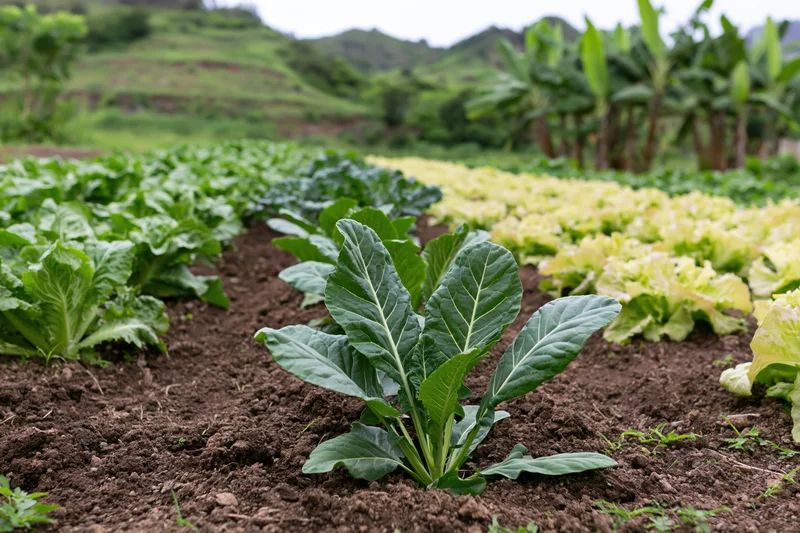 Rows of collard greens and lettuce growing in a garden field with hills in the background