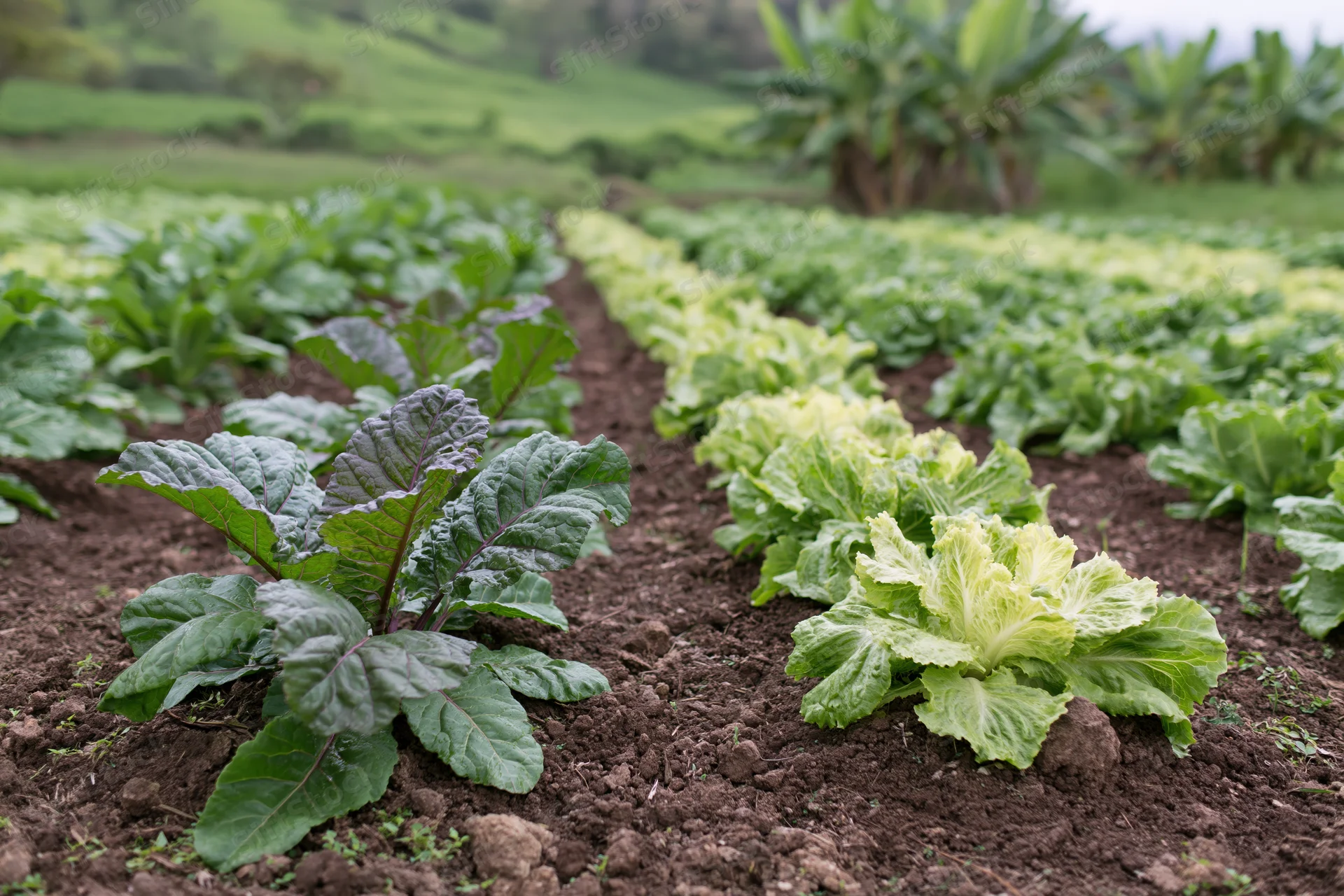 Rows of collard greens and lettuce growing in a garden field with rich soil and green hills in the background