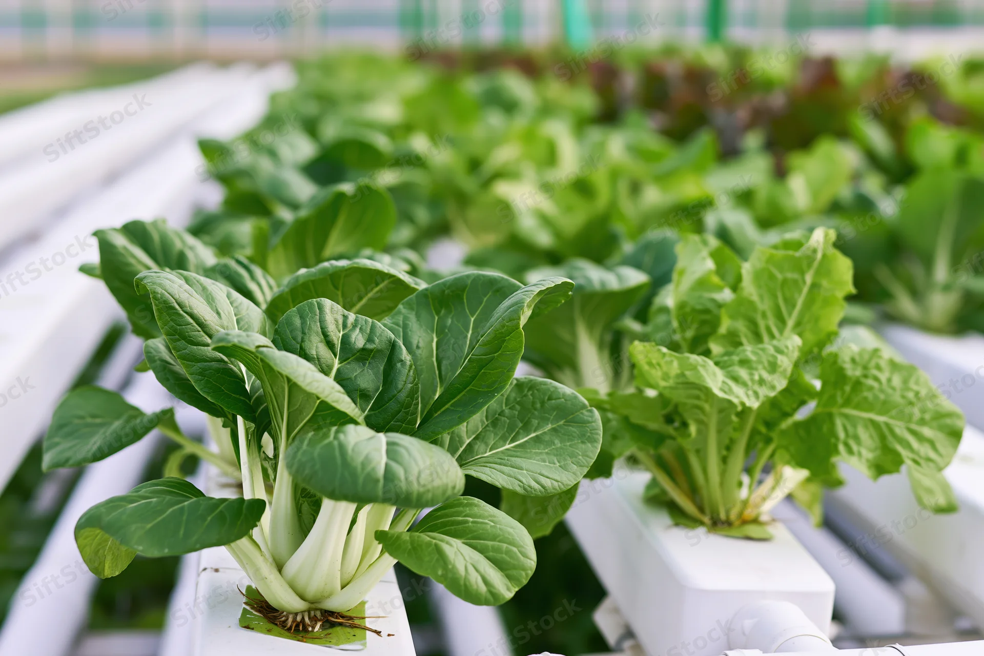 Rows of leafy green vegetables growing in white pvc hydroponic system indoors