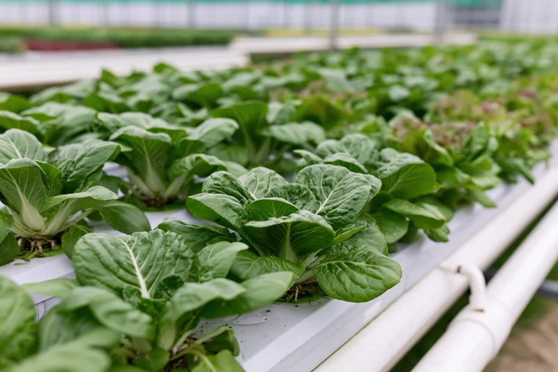 Rows of leafy green vegetables growing in white pvc hydroponic channels indoors