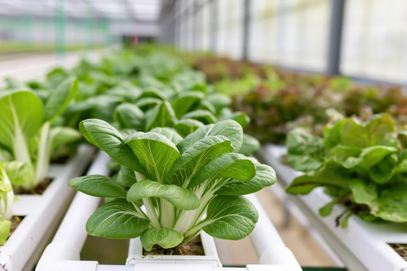 Leafy green vegetables growing in white pvc hydroponic channels inside a greenhouse