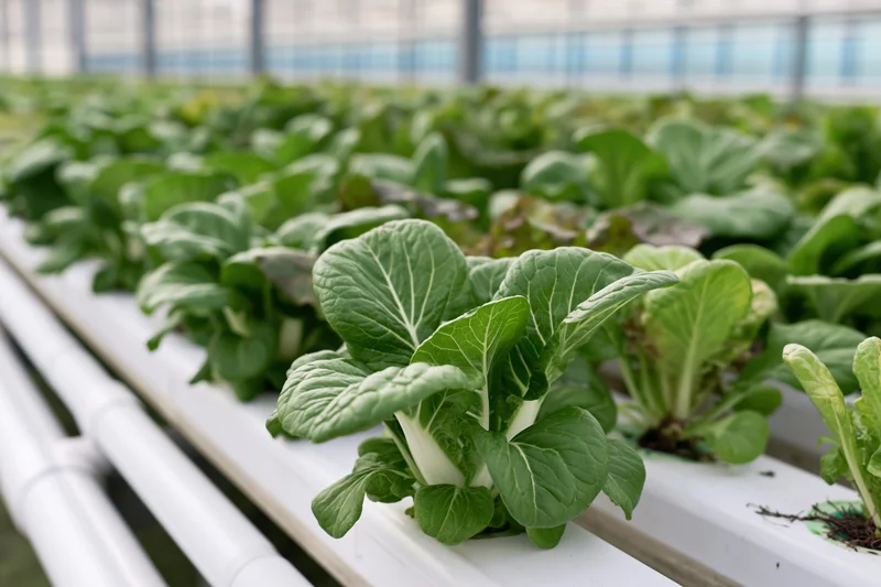Rows of leafy green vegetables growing in white pvc hydroponic channels inside a greenhouse