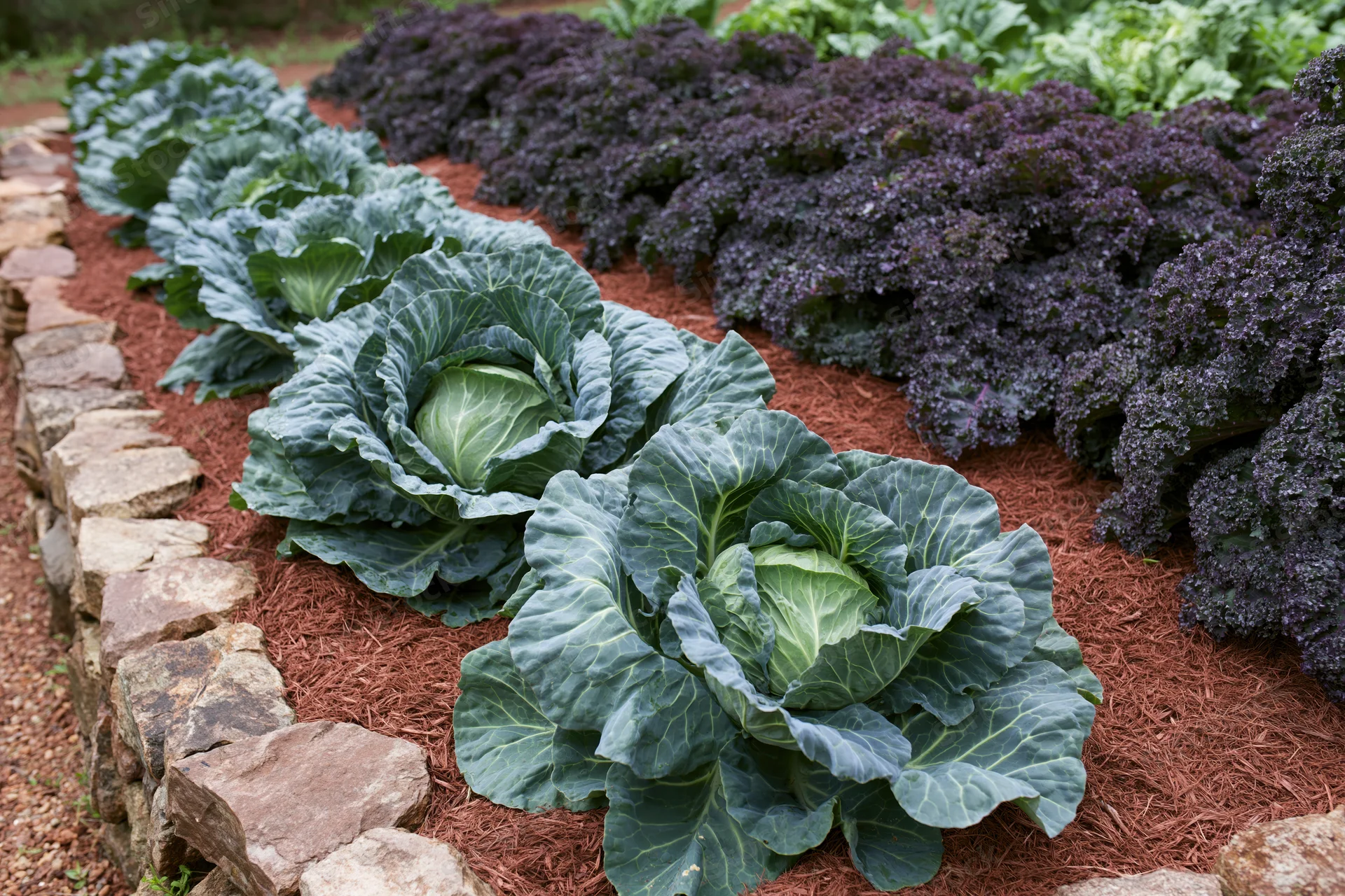 Rows of mature cabbage and dark kale growing in a garden bed bordered by stones