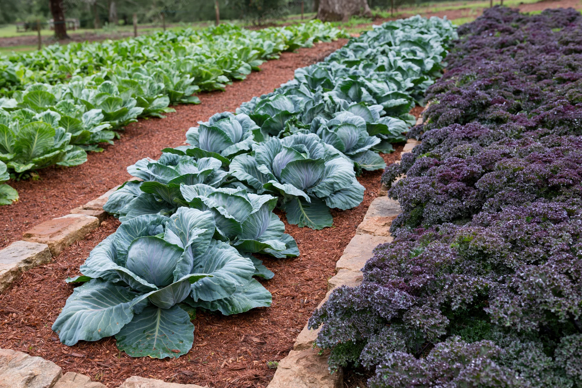 Rows of mature cabbage and dark leafy kale growing in a garden bed bordered by stone and mulch