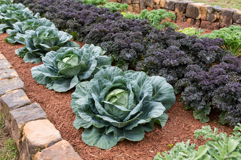Rows of mature cabbage and dark leafy kale growing in a raised garden bed bordered by stone and mulch