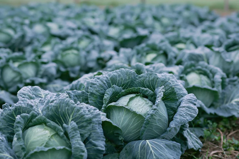 Mature cabbage heads growing in dense rows in an open field