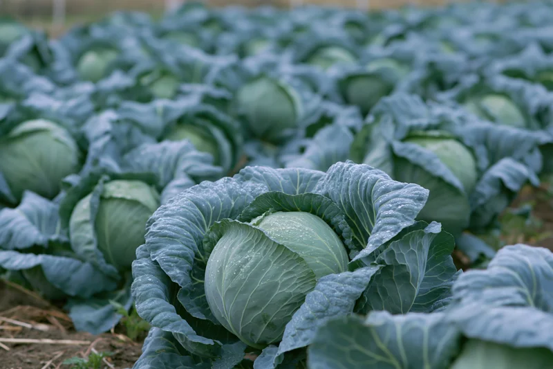 Mature cabbage heads growing in dense rows in an open field
