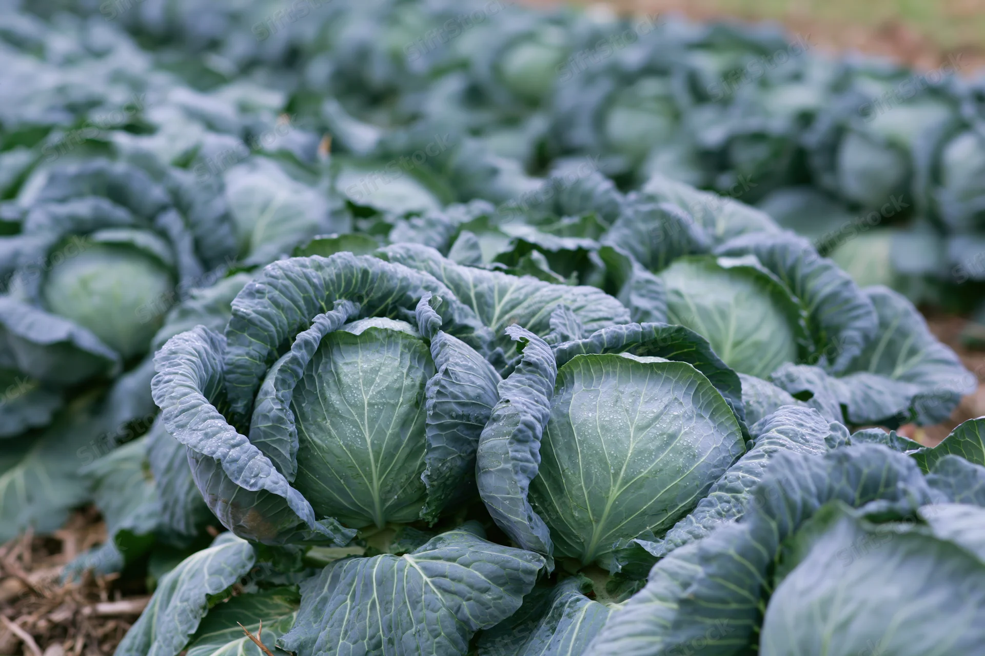 Rows of mature cabbage heads growing in an open field densely