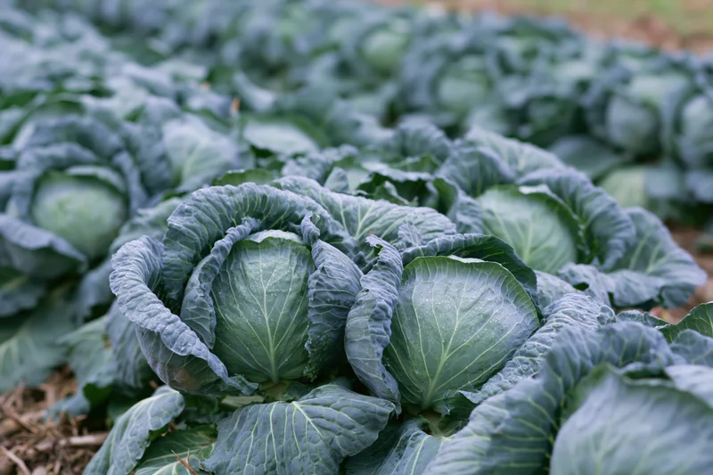 Rows of mature cabbage heads growing in an open field densely