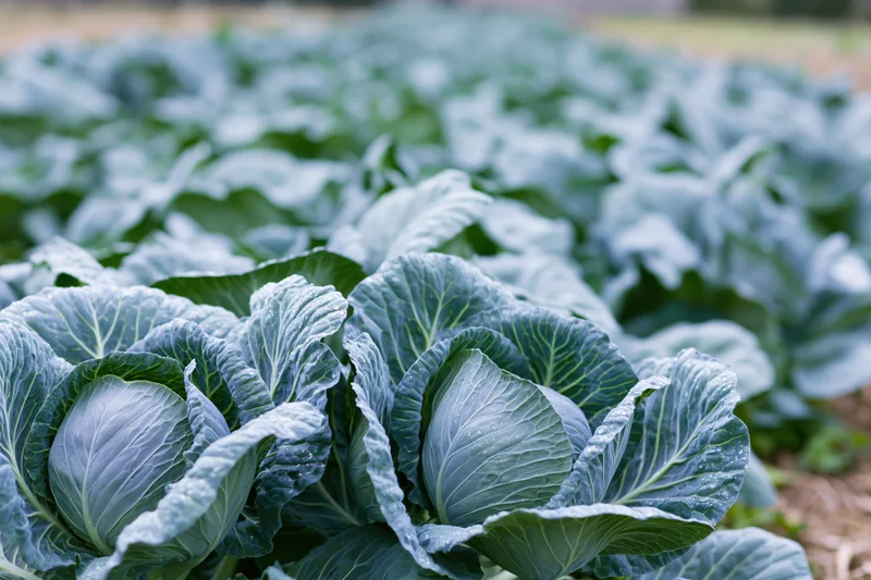 Rows of mature cabbage heads growing in an open field densely