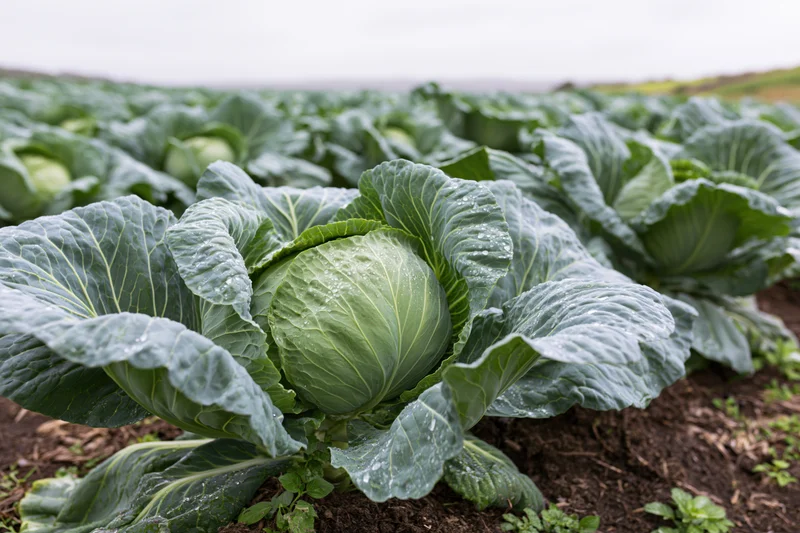 Rows of mature cabbage heads growing in dark tilled soil