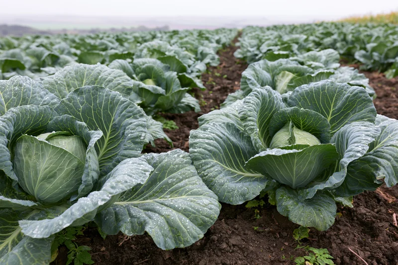 Rows of mature cabbage heads growing in dark tilled soil