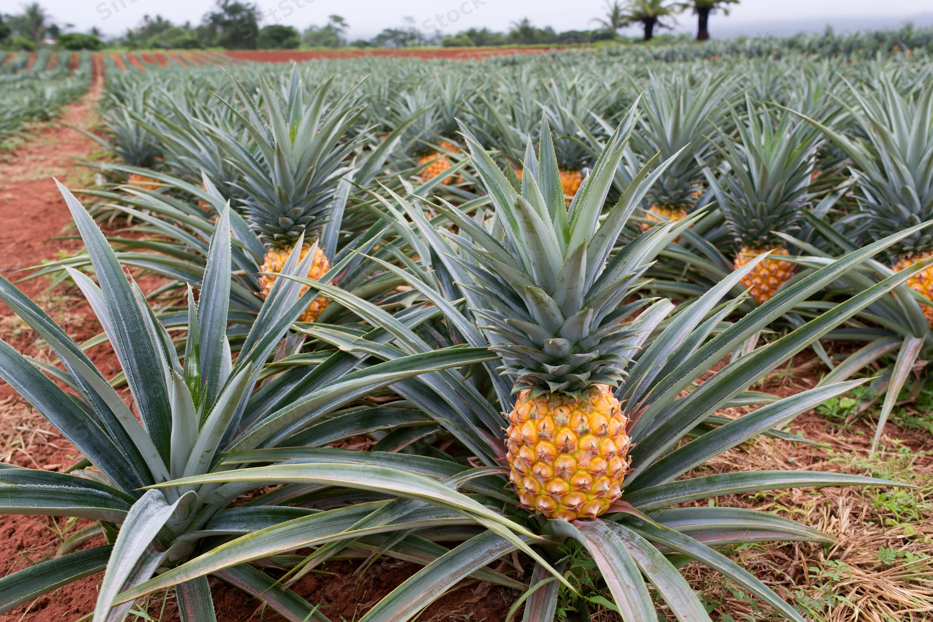 Rows of ripe pineapples growing in a large commercial plantation field