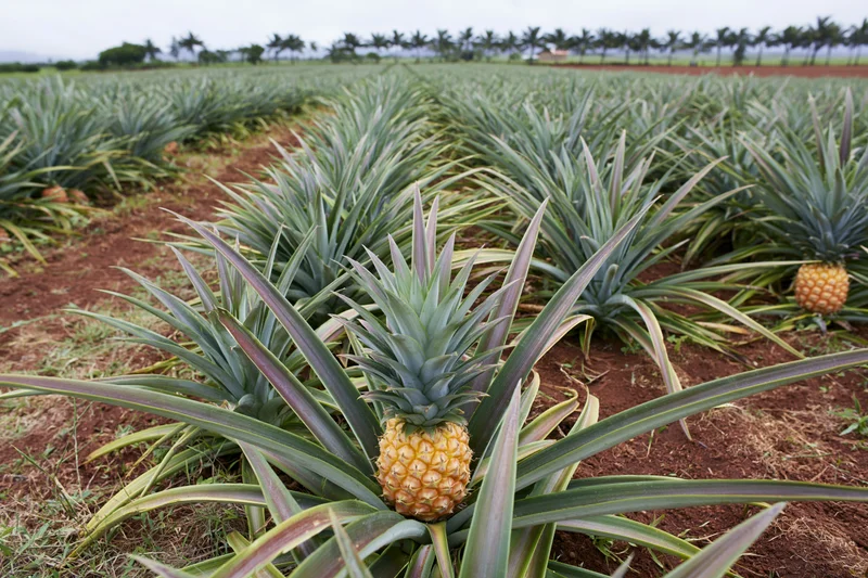 Rows of ripe pineapples growing in a large commercial plantation field