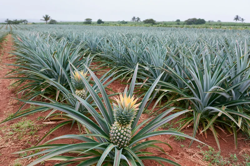 Rows of ripe pineapples growing in a large commercial plantation