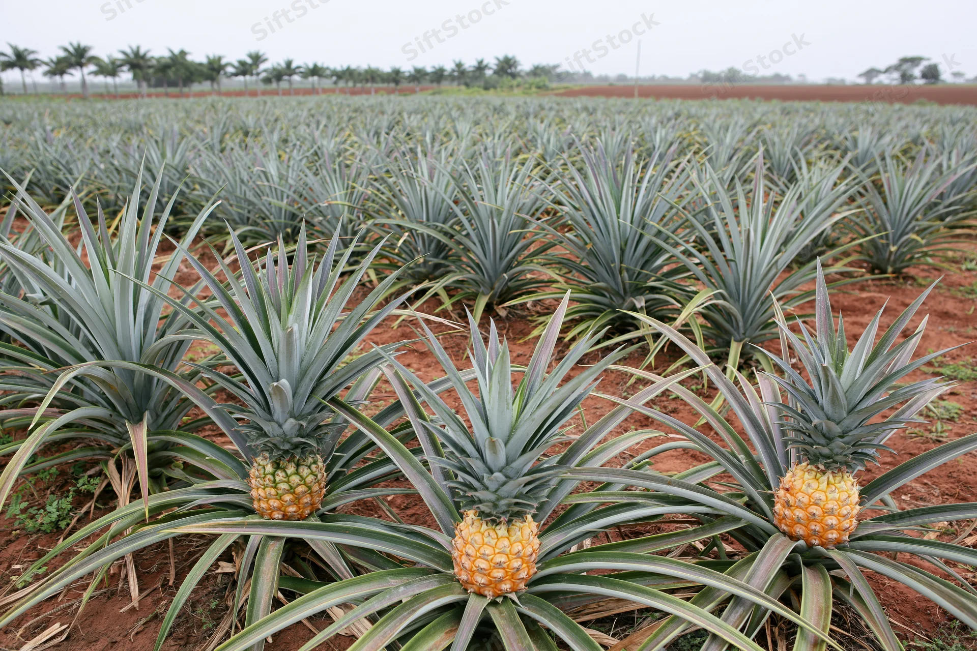Rows of ripe pineapples growing in a large commercial plantation field