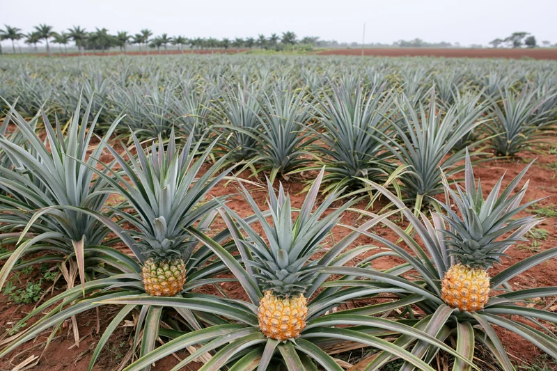Rows of ripe pineapples growing in a large commercial plantation field