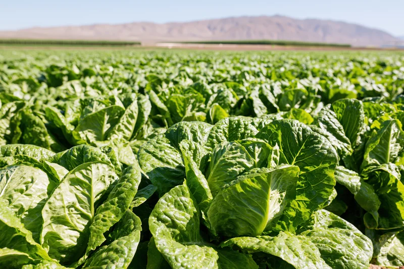 Rows of romaine lettuce growing in a vast agricultural field under clear sky with distant mountains
