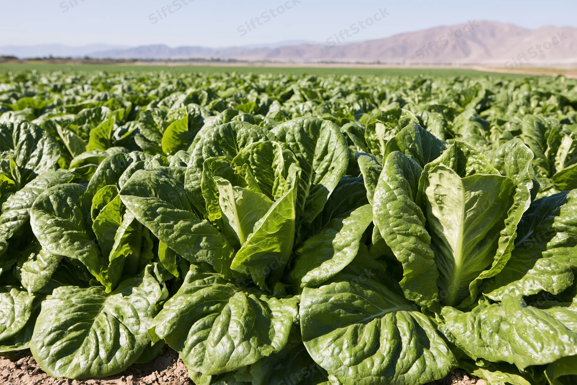 Rows of romaine lettuce growing in a vast agricultural field