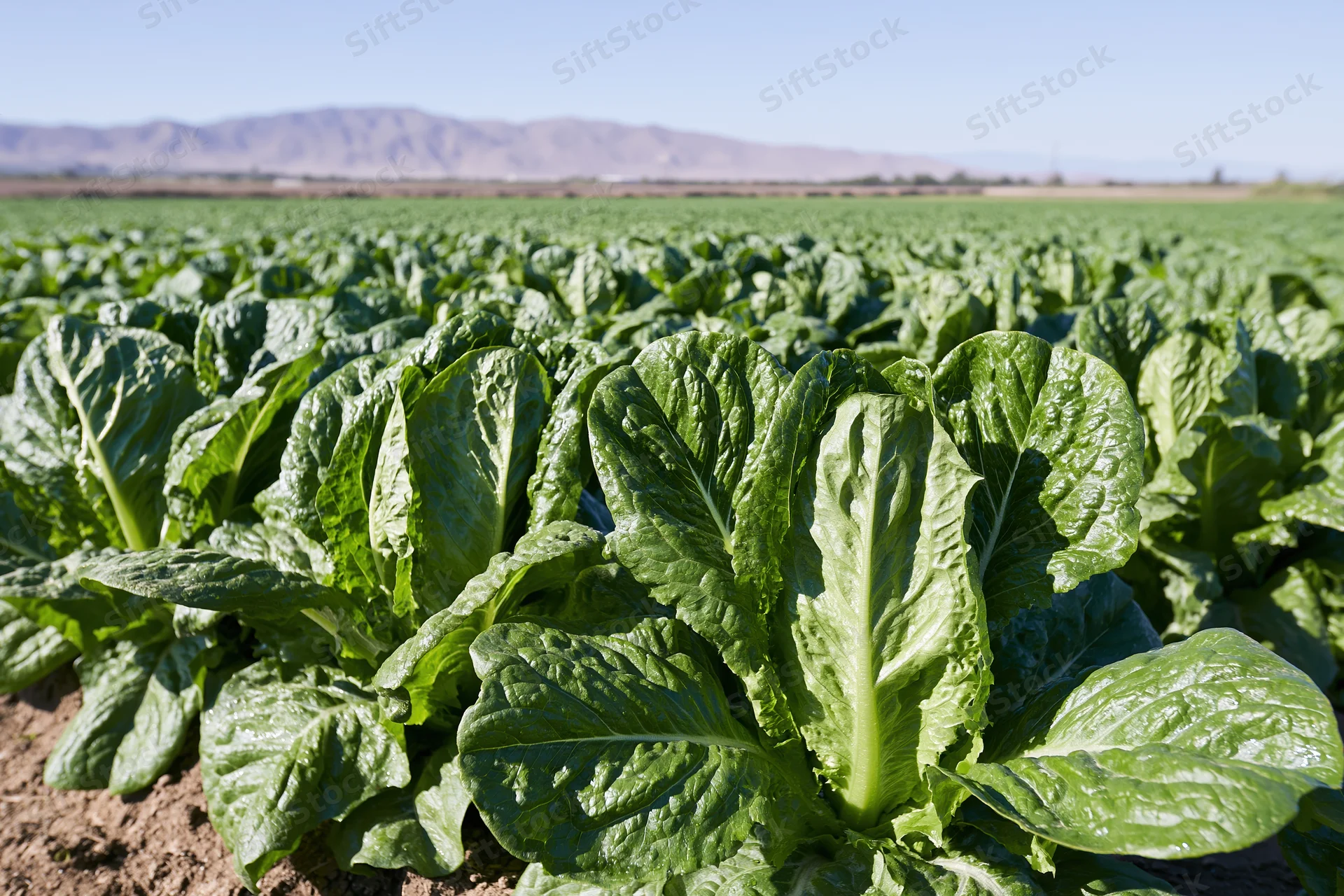 Rows of romaine lettuce growing in an agricultural field under clear sky with distant mountains