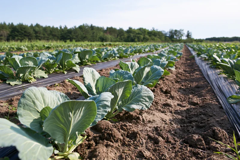 Rows of young cabbage plants growing in a farm field with black plastic mulch between rows