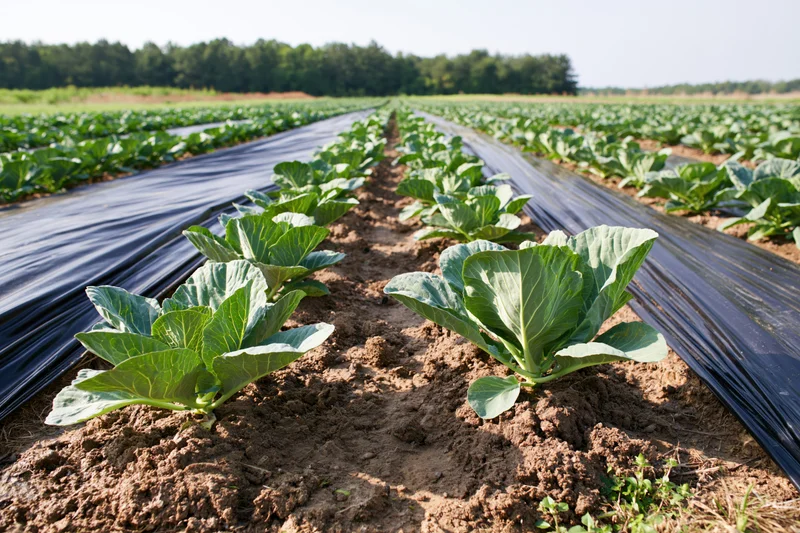 Rows of young cabbage plants growing in a farm field with black plastic mulch between rows