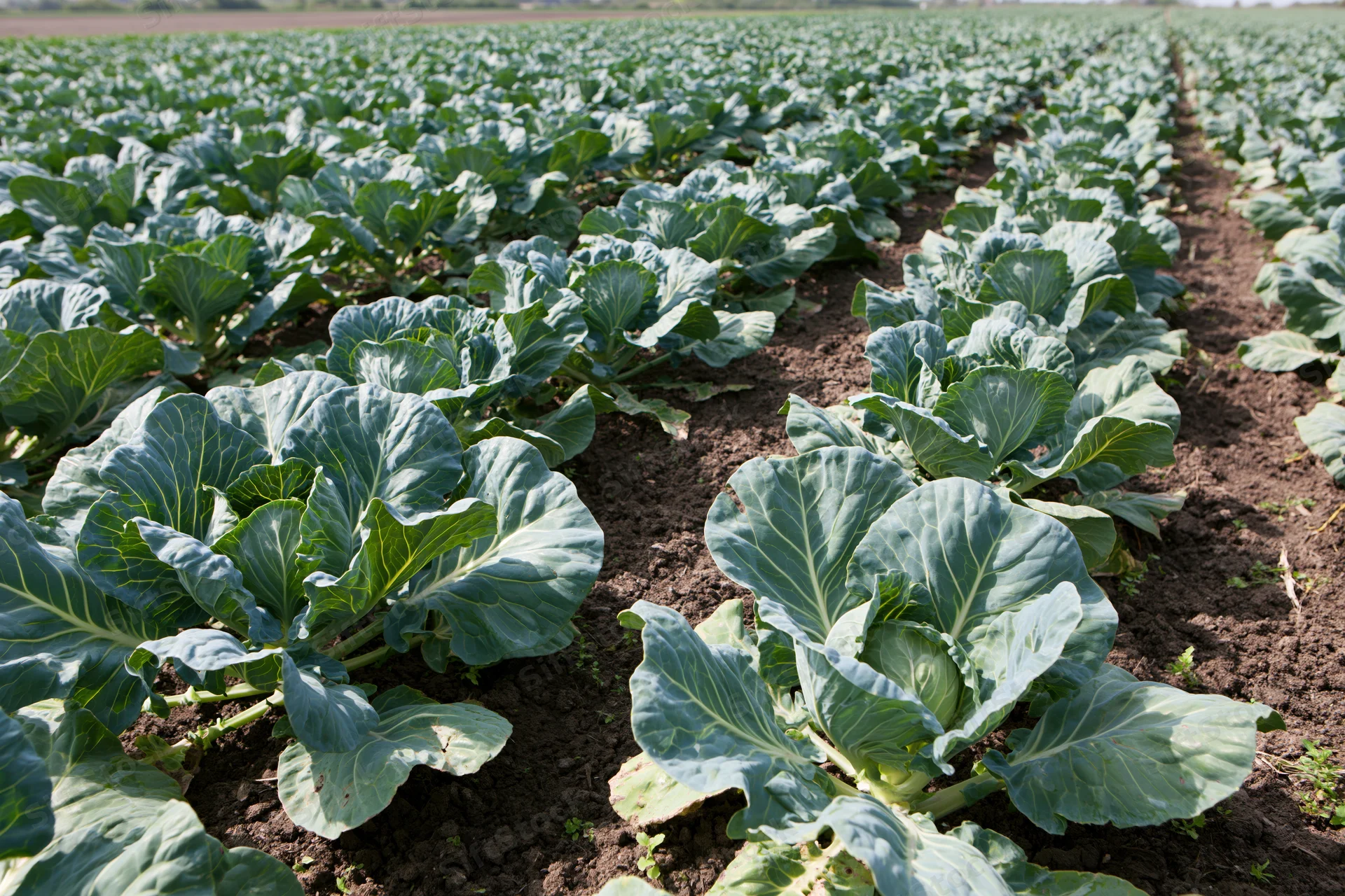 Rows of young cabbage plants growing in dark moist soil in a farm field