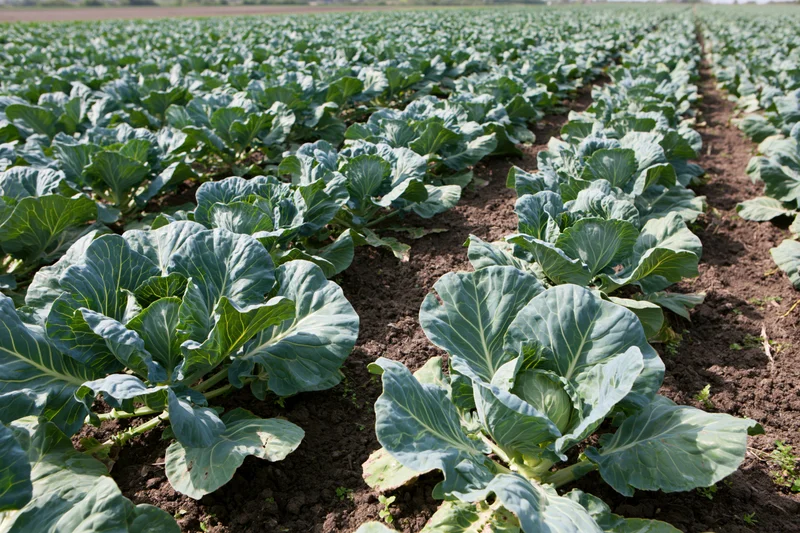 Rows of young cabbage plants growing in dark moist soil in a farm field