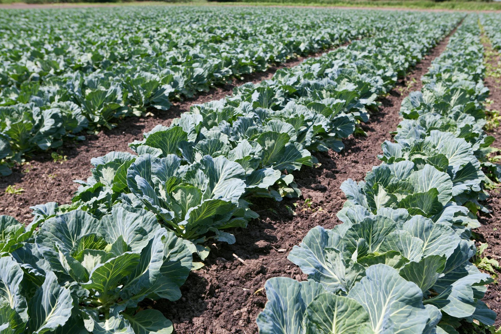 Rows of young cabbage plants growing in dark moist soil in a farm field