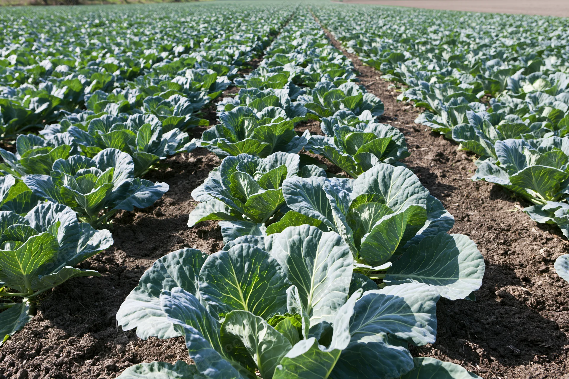 Rows of young cabbage plants growing in dark moist soil in an open field