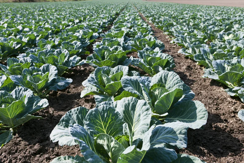 Rows of young cabbage plants growing in dark moist soil in an open field