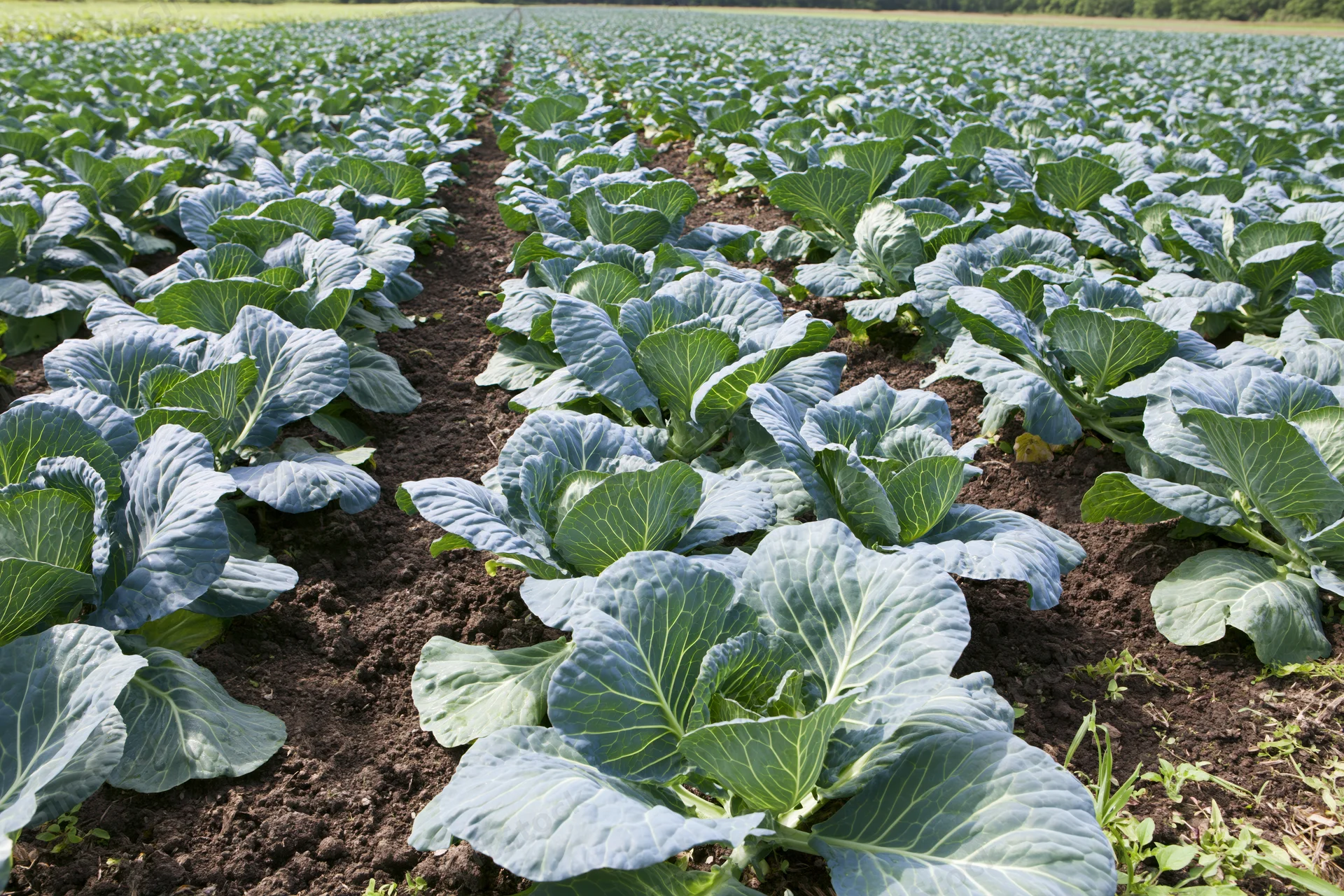 Rows of young cabbage plants growing in dark moist soil in an open field