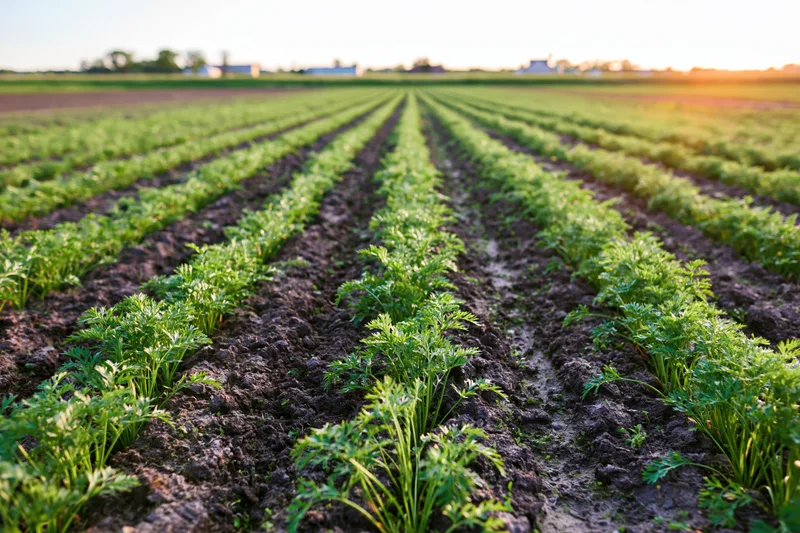 Rows of young carrot plants growing in a large open field at sunset