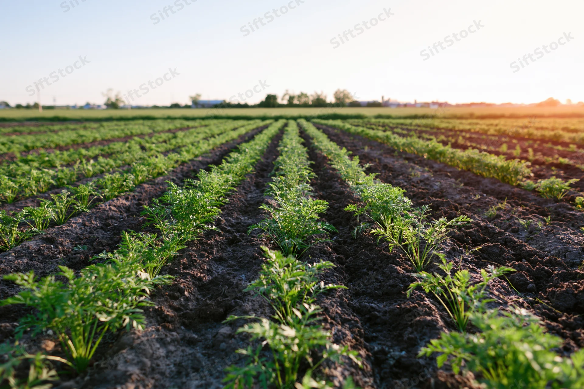 Rows of young carrot plants growing in neat lines across a large open field at sunrise
