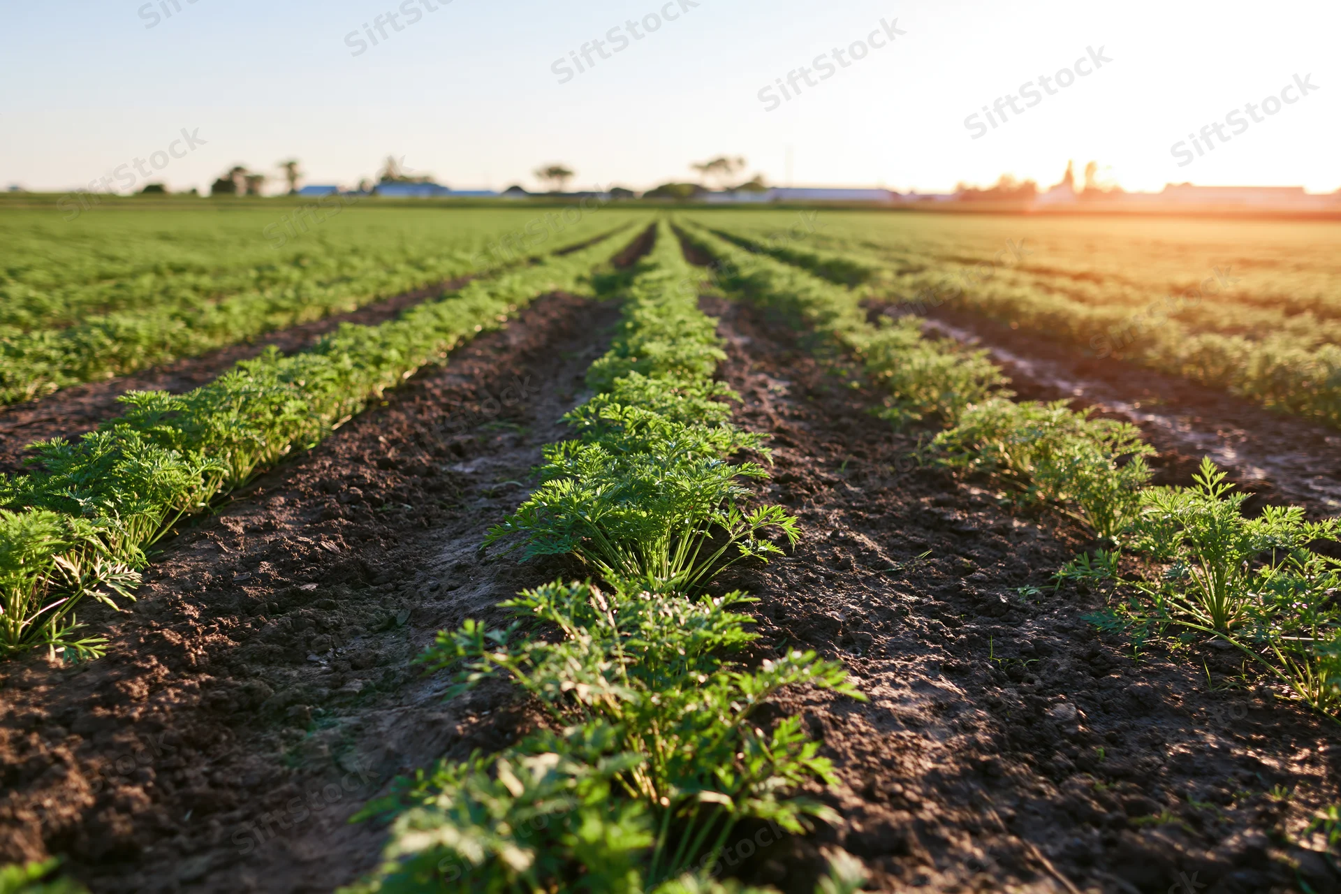 Rows of young carrot plants growing in a large open field at sunrise