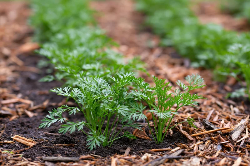 Rows of young carrot seedlings growing in dark garden soil with woodchip mulch